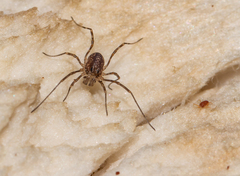 Rilaena triangularis