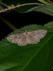 Iridopsis vellivolata