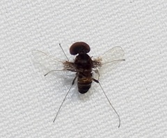 Chrysopilus basilaris
