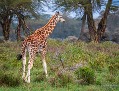 Giraffa camelopardalis rothschildi