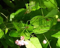 Neobarrettia sinaloae
