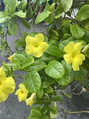 Pentalinon luteum