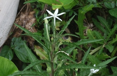 Hippobroma longiflora