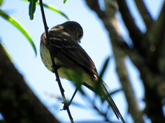 Elaenia