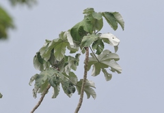 Cecropia schreberiana