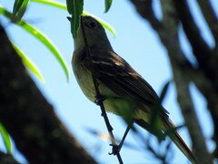 Elaenia