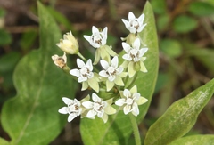Asclepias nivea