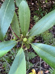 Rhododendron maximum