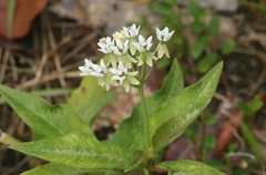Asclepias nivea