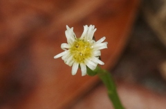Erigeron bellioides