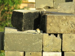 Phylloscopus trochilus