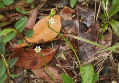 Erigeron bellioides