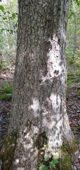 Quercus