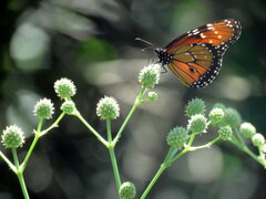 Danaus eresimus