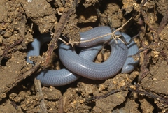 Typhlops lumbricalis