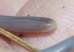 Typhlops lumbricalis