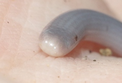 Typhlops lumbricalis
