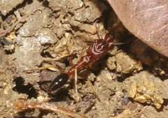 Odontomachus insularis