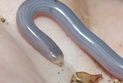Typhlops lumbricalis