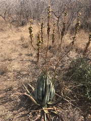 Aloe pienaarii