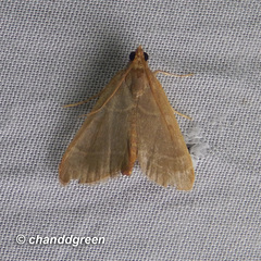 Hypsopygia nonusalis