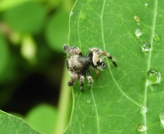 Phidippus maddisoni