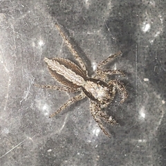 Platycryptus californicus
