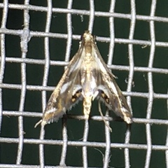Chrysendeton imitabilis