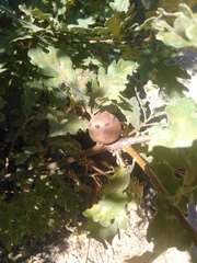 Andricus quercustozae