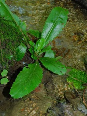 Micranthes micranthidifolia