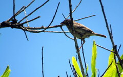 Ammodramus humeralis