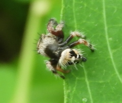 Phidippus maddisoni