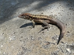 Leiocephalus psammodromus