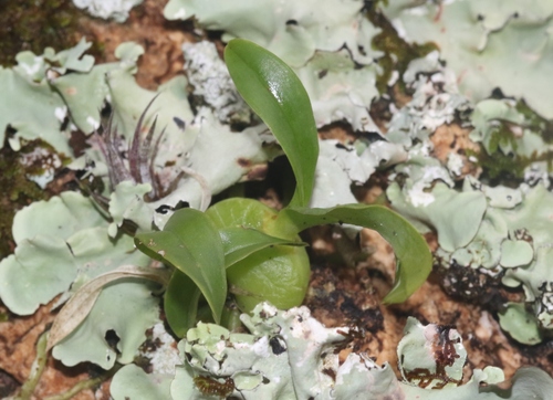 Cayuelo del Diamante