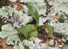 Prosthechea boothiana
