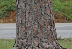 Pinus caribaea