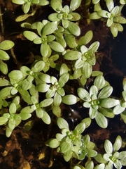 Callitriche cophocarpa