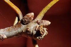 Quercus
