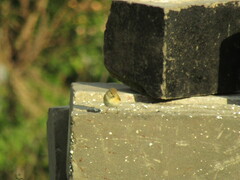 Phylloscopus trochilus