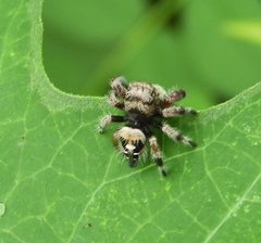 Phidippus maddisoni