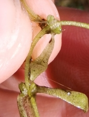 Callitriche cophocarpa