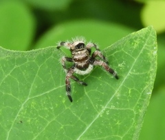Phidippus maddisoni