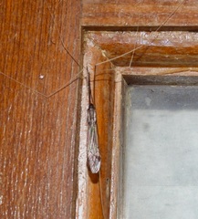 Brachypremna dispellens