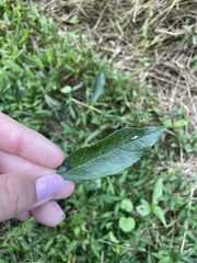 Aronia arbutifolia