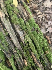 Dicranum montanum