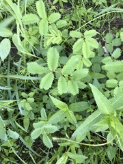 Sanguisorba canadensis