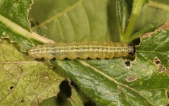 Anania hortulata