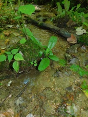 Micranthes micranthidifolia