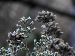 Origanum majorana