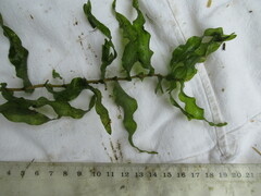 Potamogeton perfoliatus